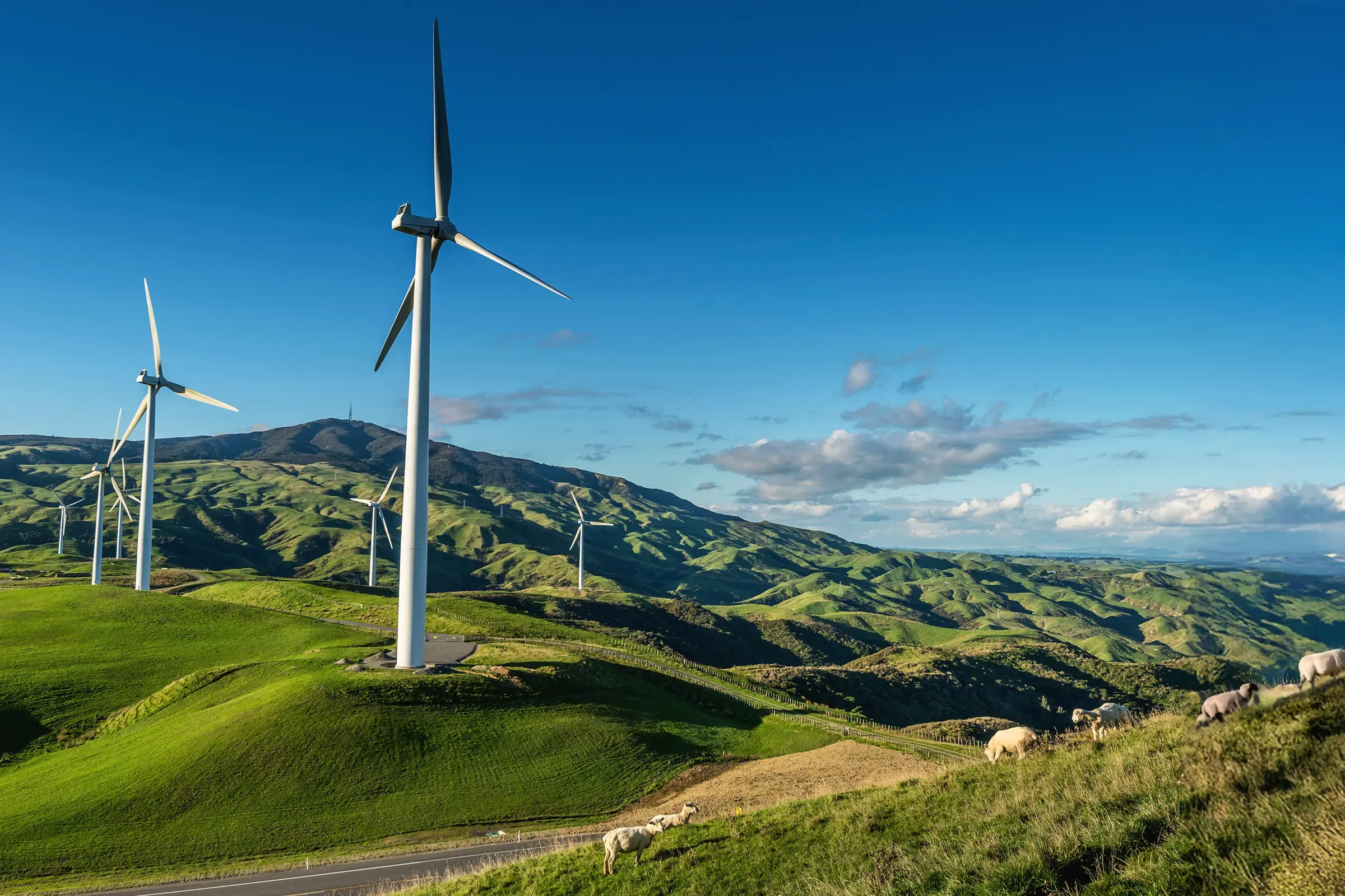 Scenic view of sheep grazing on sunlit New Zealand hillside beneath wind turbines, symbolising ethical wool production and renewable farming practices.