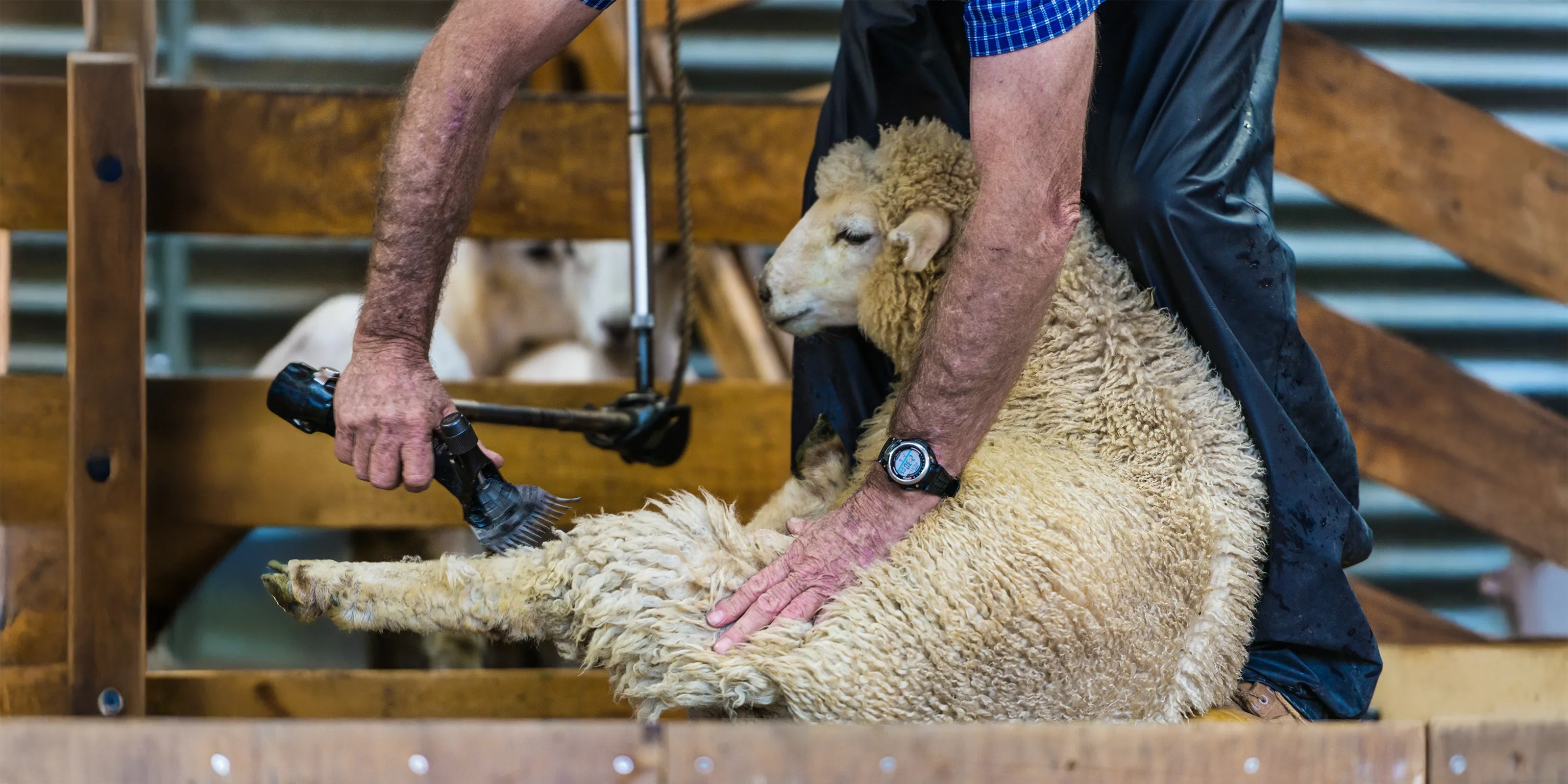 Close-up of sheep being gently shorn by hand in a traditional New Zealand shearing shed, highlighting ethical fleece harvesting and humane treatment.