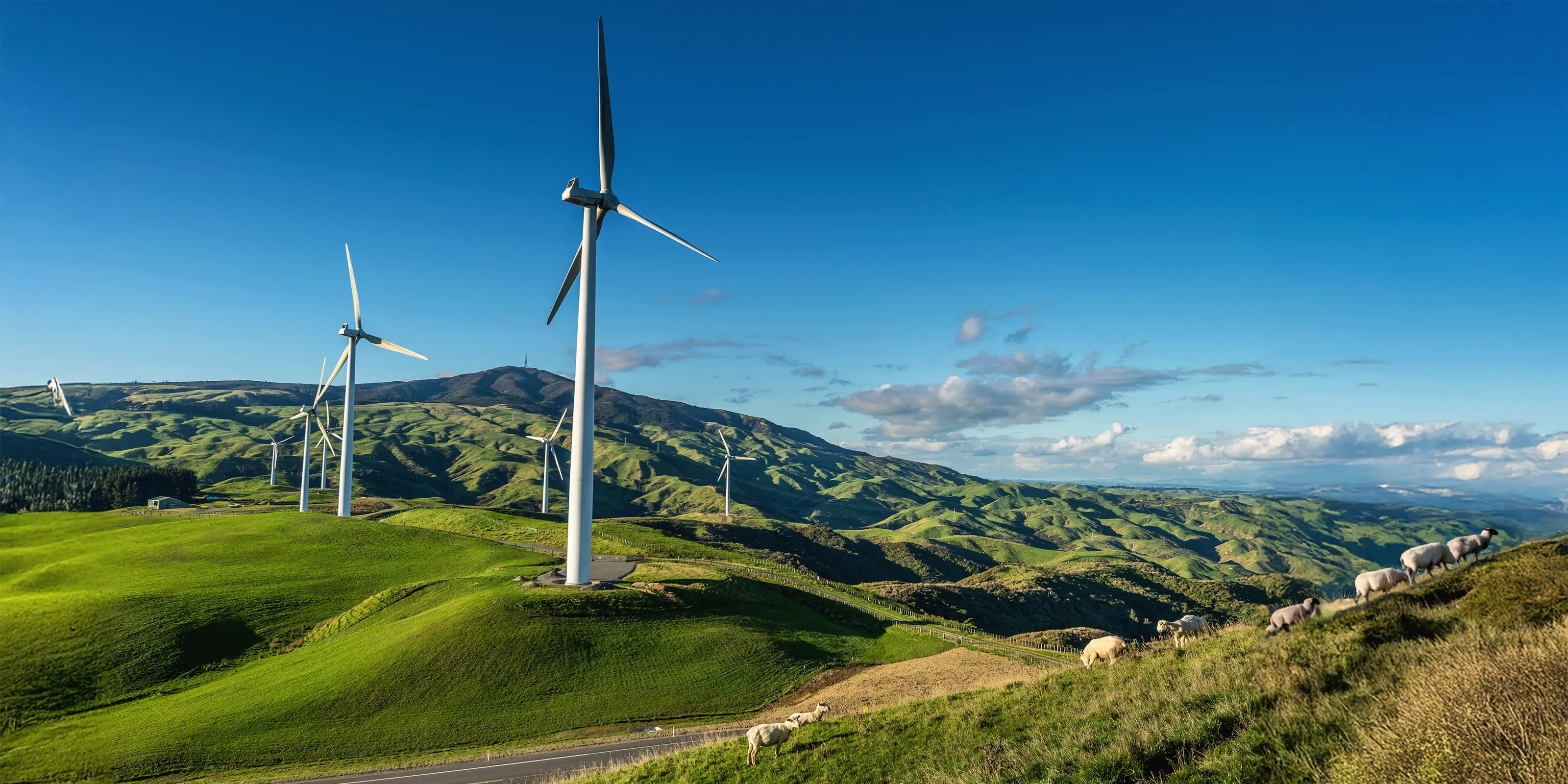 Scenic view of sheep grazing on sunlit New Zealand hillside beneath wind turbines, symbolising ethical wool production and renewable farming practices.