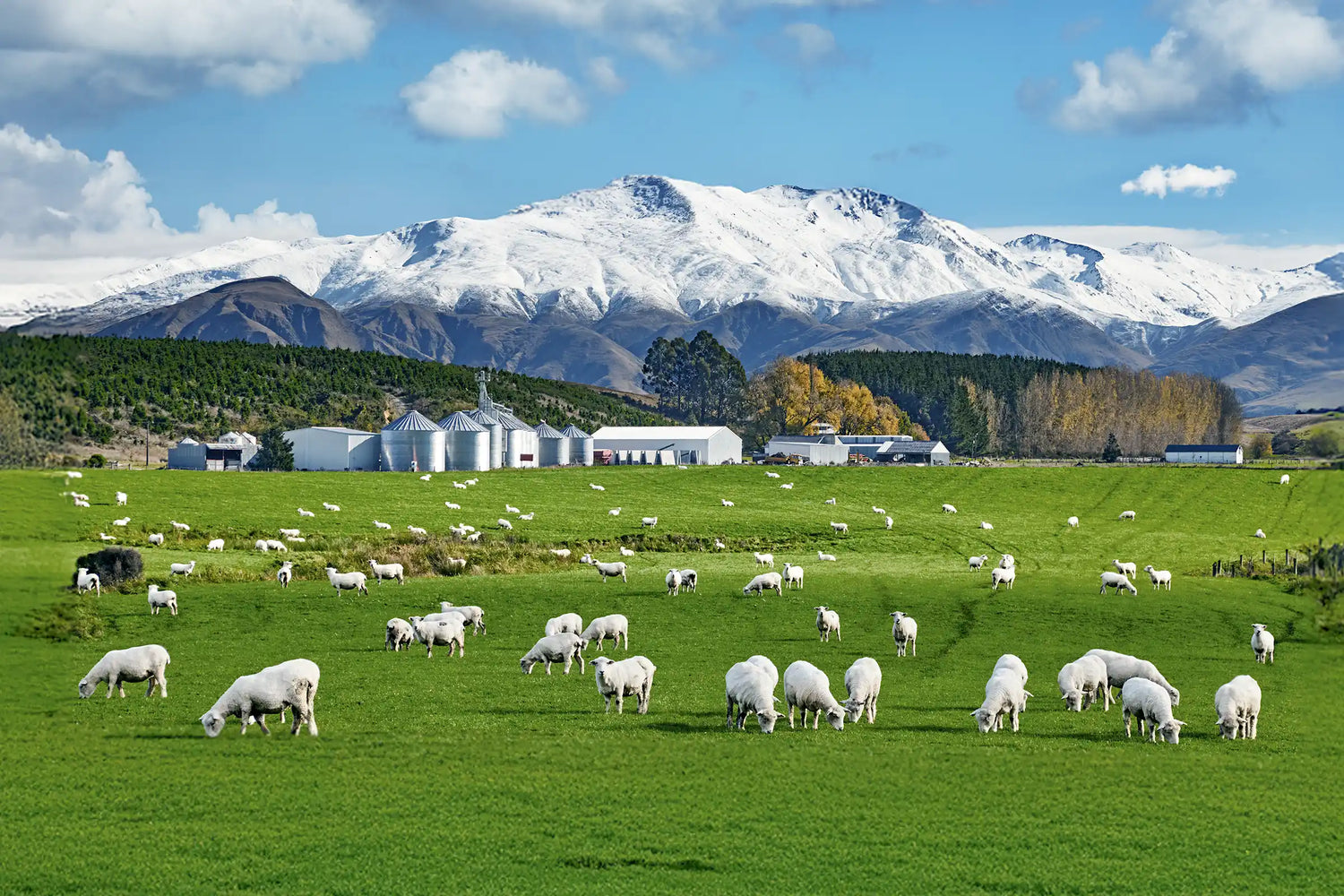Majestic sheep in alpine grassland beneath dramatic New Zealand mountain peaks, symbolising natural wool origins and ethical outdoor grazing.