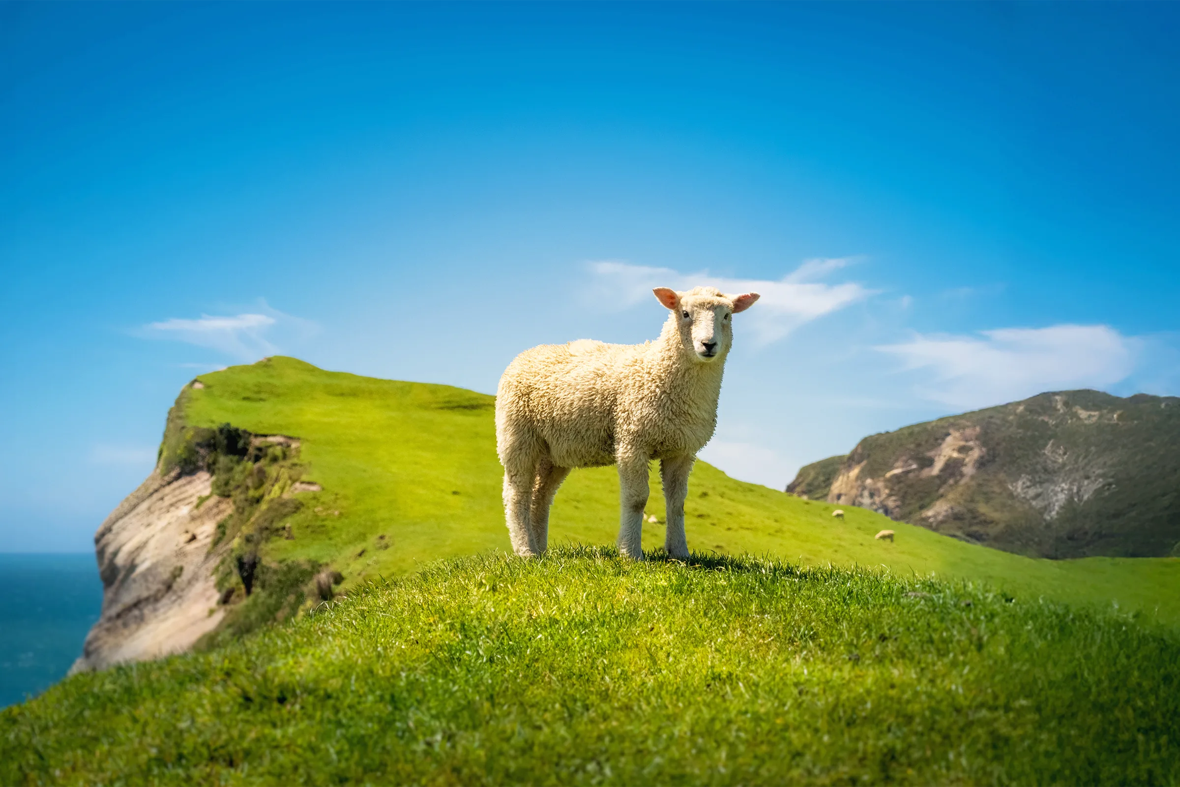 Portrait-style photo of a sheep standing on lush coastal clifftop in New Zealand, with bright sky and natural grassland — promoting non-mulesed, pasture-raised wool sourcing.