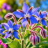 Borage