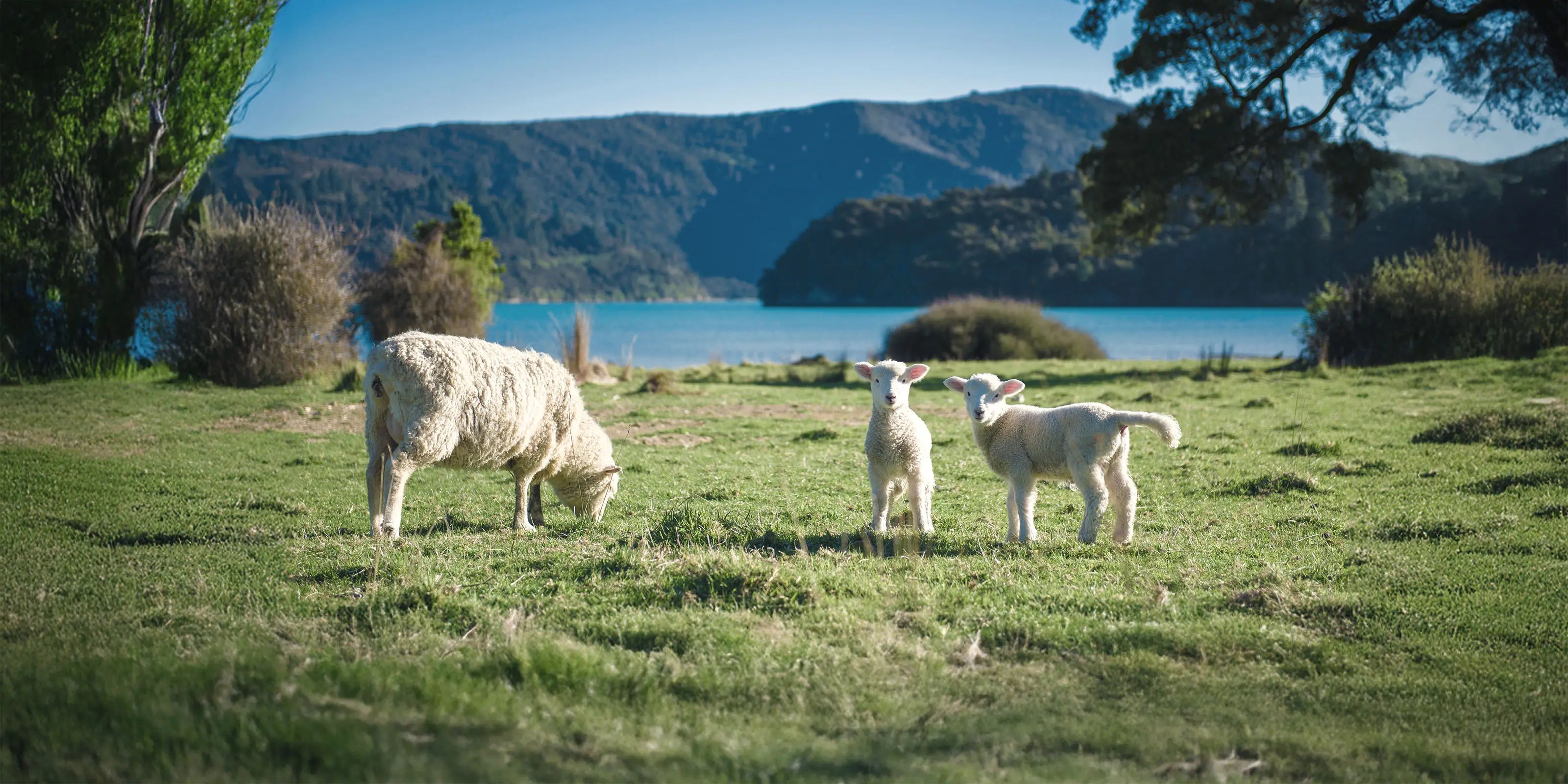 A contented sheep grazes in the foreground of a sun-drenched New Zealand pasture, with a rustic corrugated barn and dramatic high-country mountains in the background. The wool fleece is full and healthy, reflecting the ethical sourcing of Yarn by Clarke's mulesing-free wool.