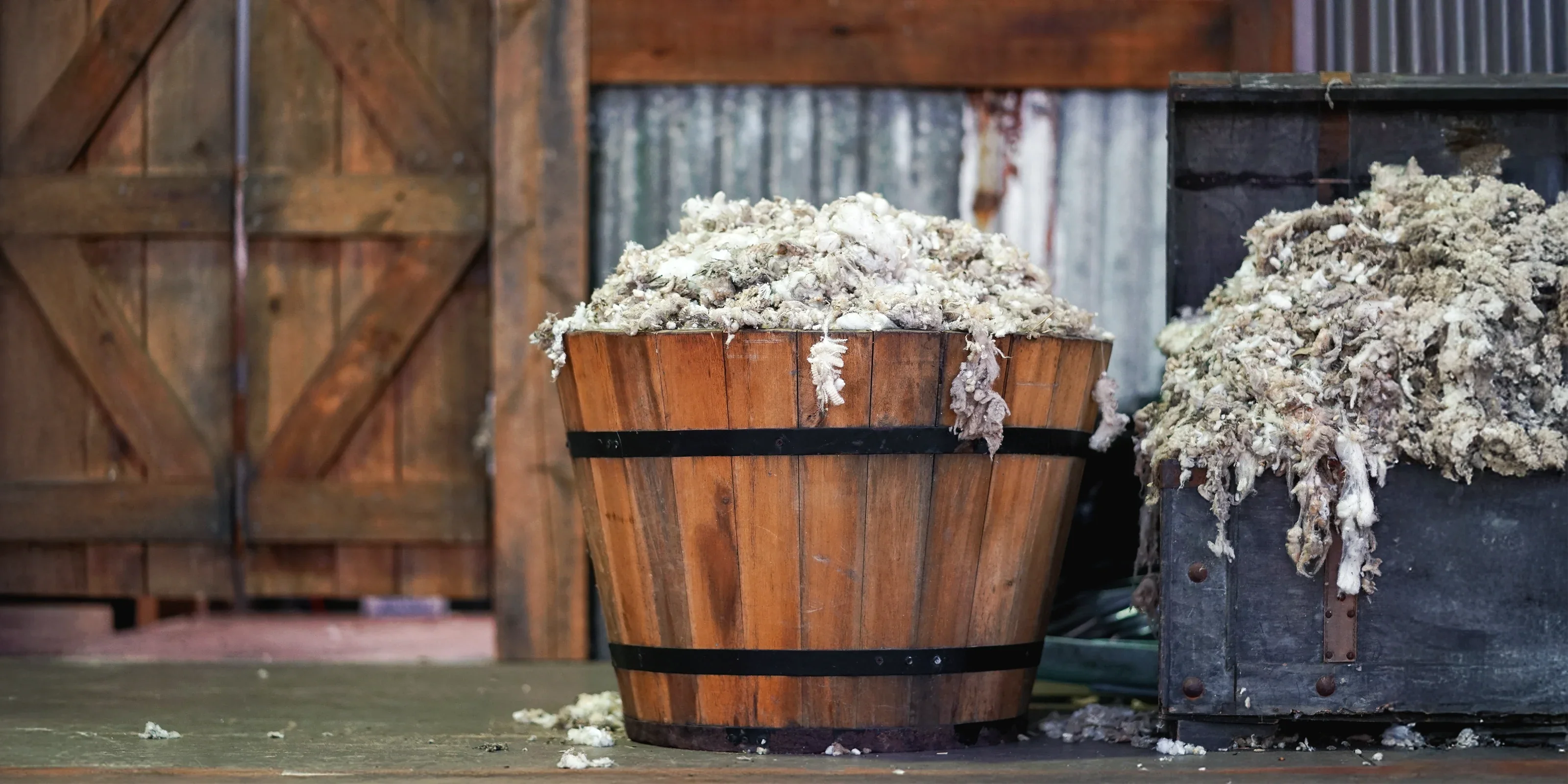 Rustic shearing shed with wooden bucket and fleece-filled container, showing freshly harvested raw wool in a traditional New Zealand farm 