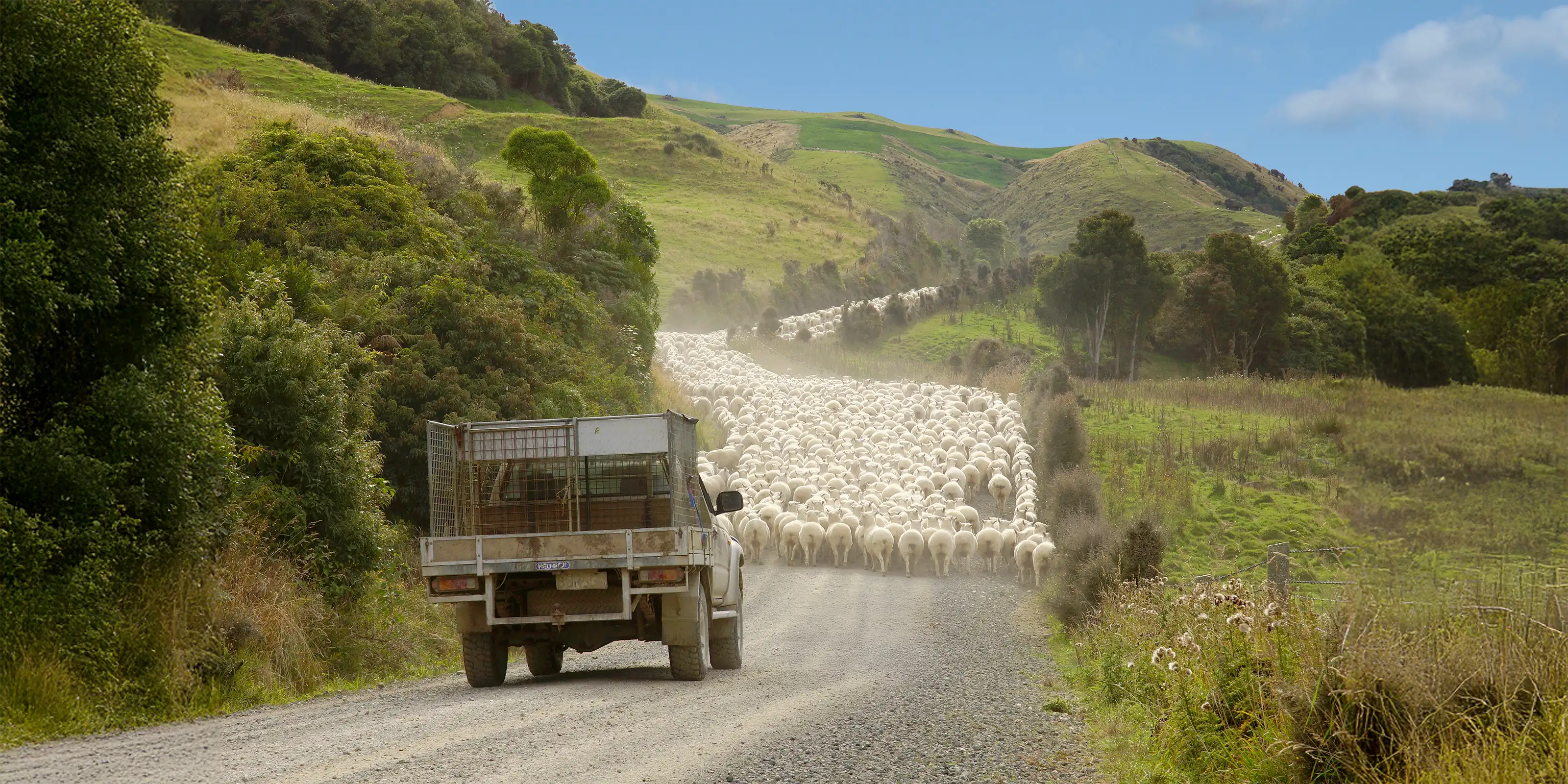 Hundreds of sheep being mustered by a ute along a dusty hillside track in rural New Zealand — traceable, ethical wool sourcing.