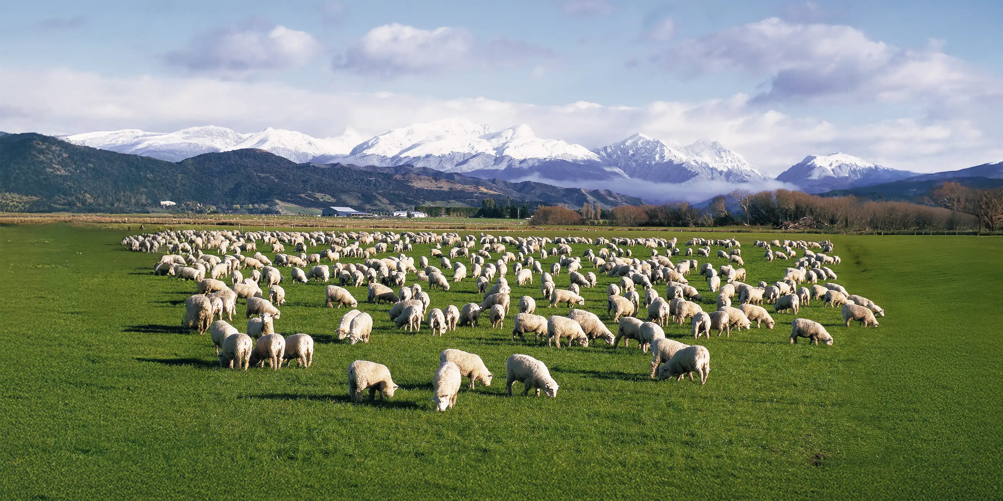 Wide-angle image of a large flock of sheep grazing on bright green New Zealand pasture, backed by snow-capped mountains — representing scale, welfare and landscape purity.